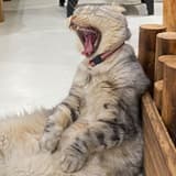 cutetuffy