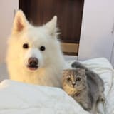 薩摩耶