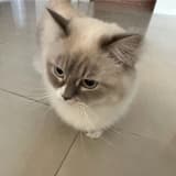 愛貓的我