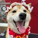 春皮！