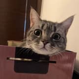 喵了個喵🐾