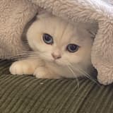 angrypandora