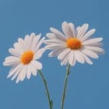 洋甘菊