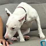 Gooooodog