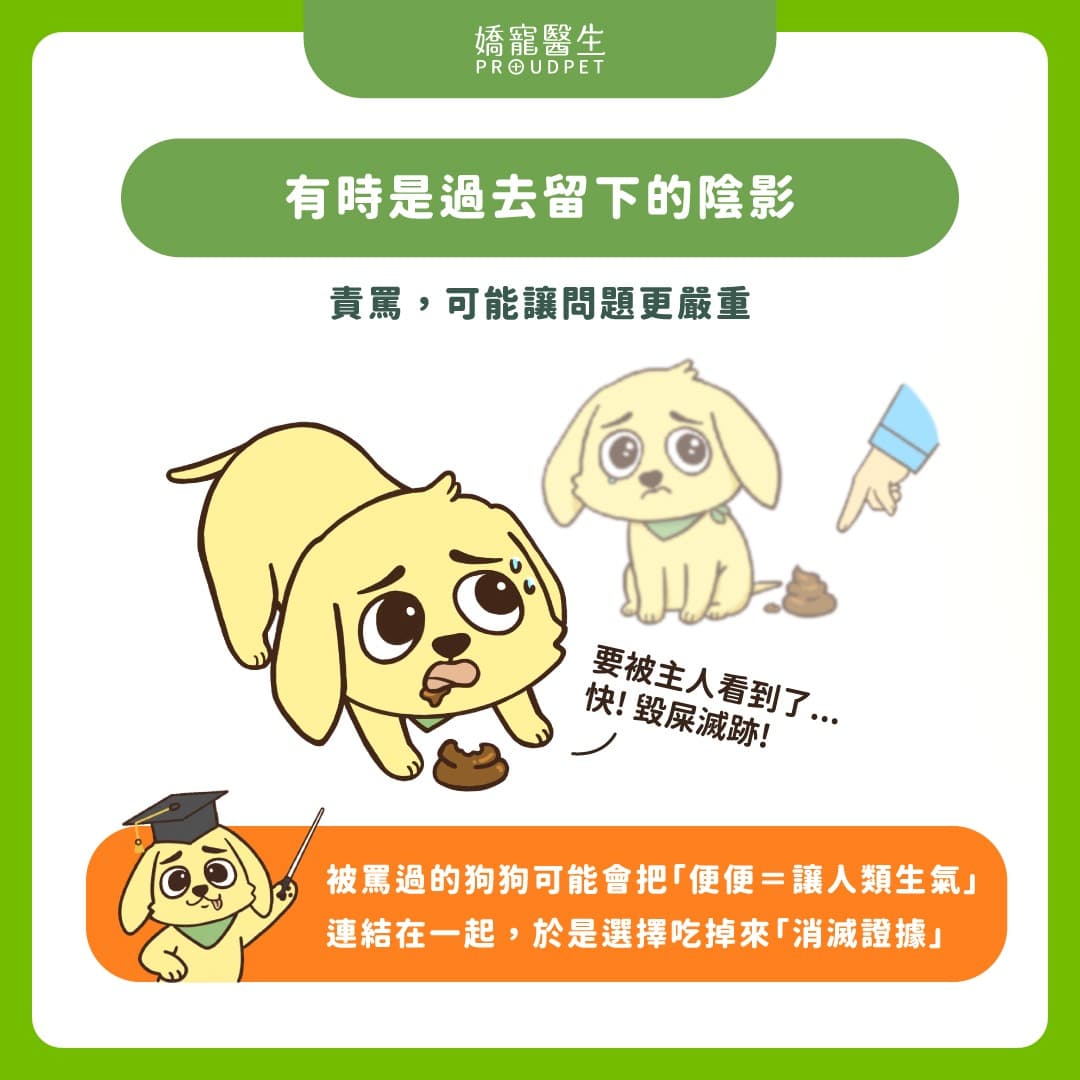 狗狗吃屎不是故意的!飼主必知 5 個「吃便便的原因」 - 寵物板 | Dcard