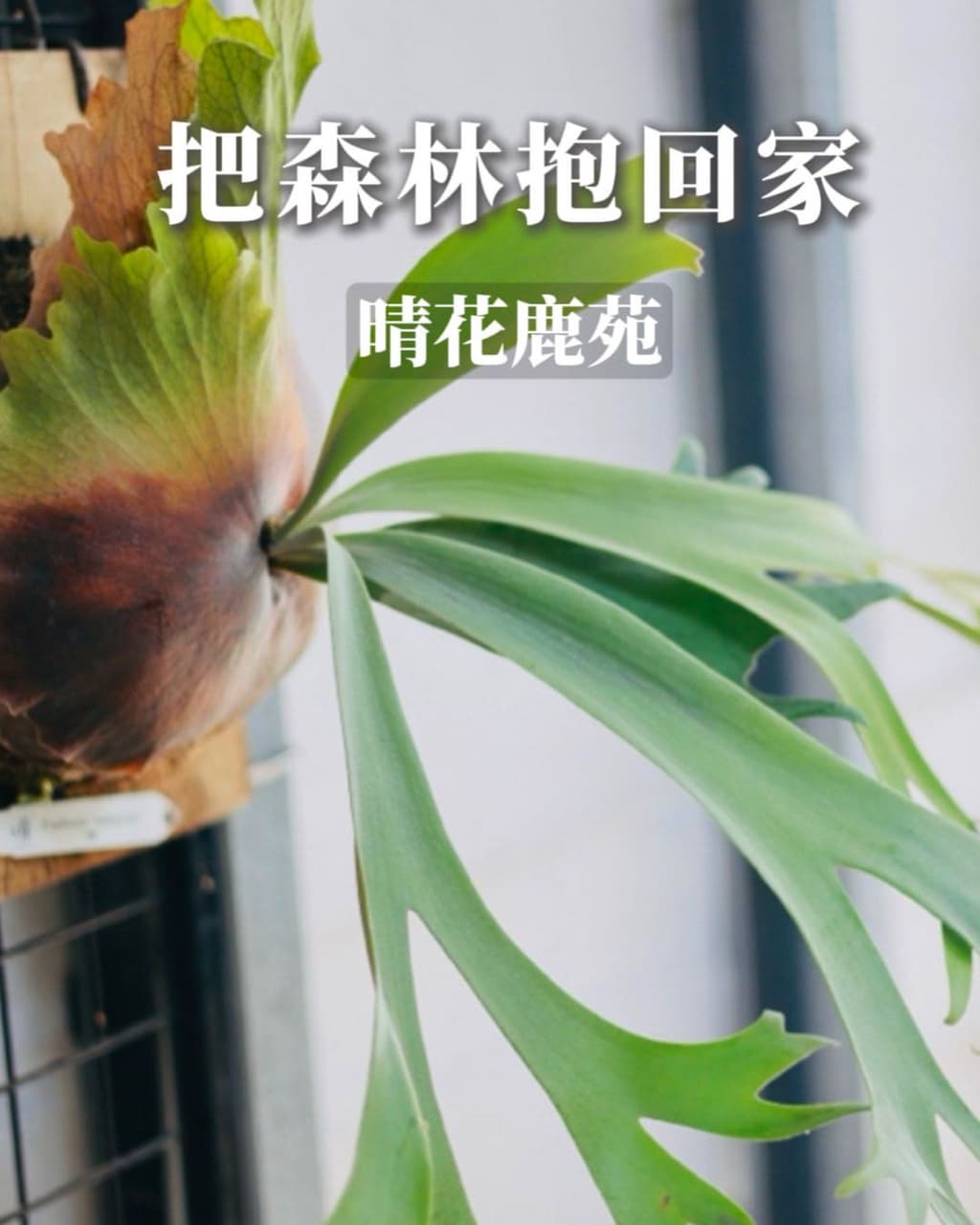 #探店 淡水的療癒角落🌳 早午餐+鹿角蕨的驚喜 #新鮮事調查局 - 購物狂|𝑭𝒍𝒐𝒓𝒂 💋 (@flora813) | Dcard
