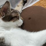 七風