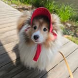 幸福主義