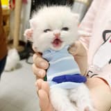 爆躁小貓