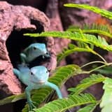 chobby_reptiles