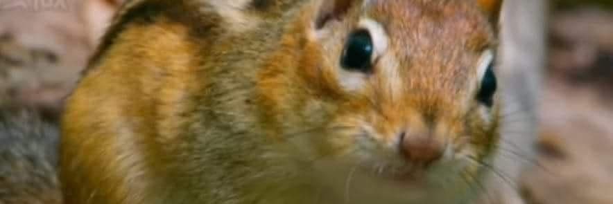 對對對松鼠🐿️