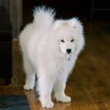 little_cotton