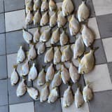 flu1314520