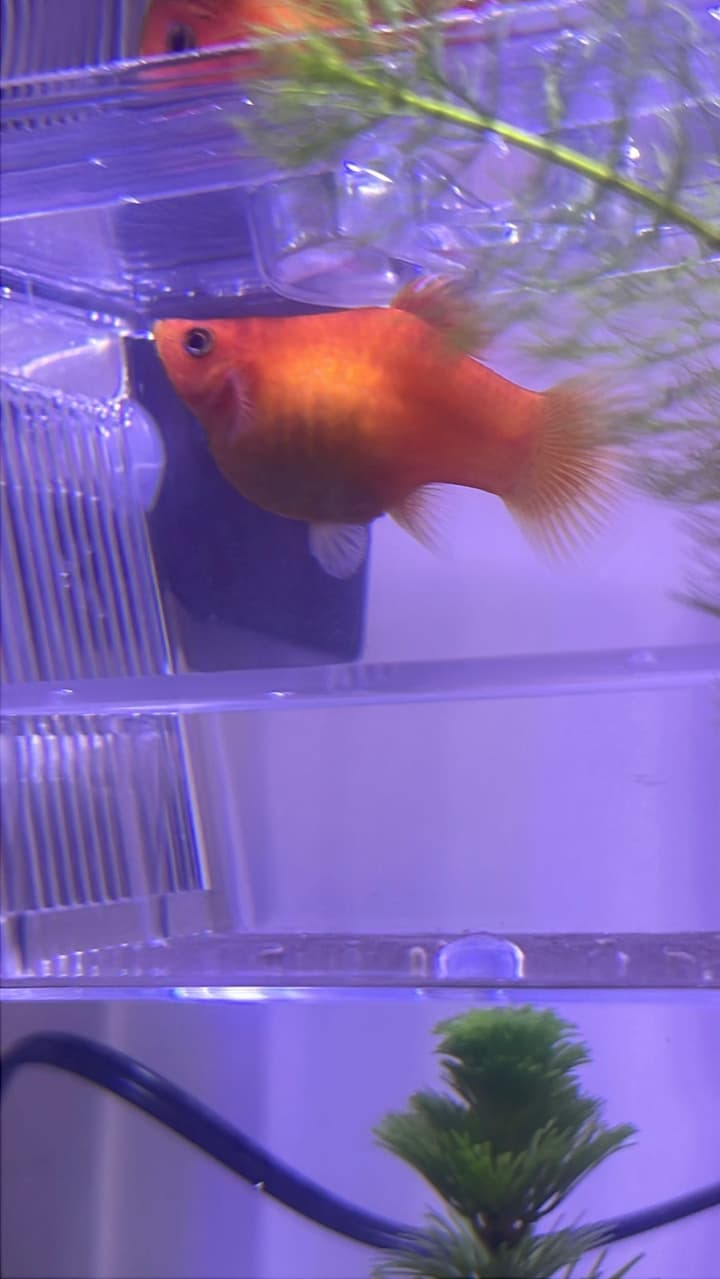 megapx