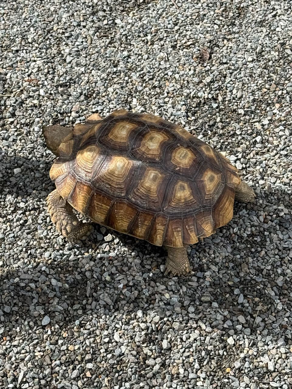 烏龜飼養的精選文章與討論｜Dcard