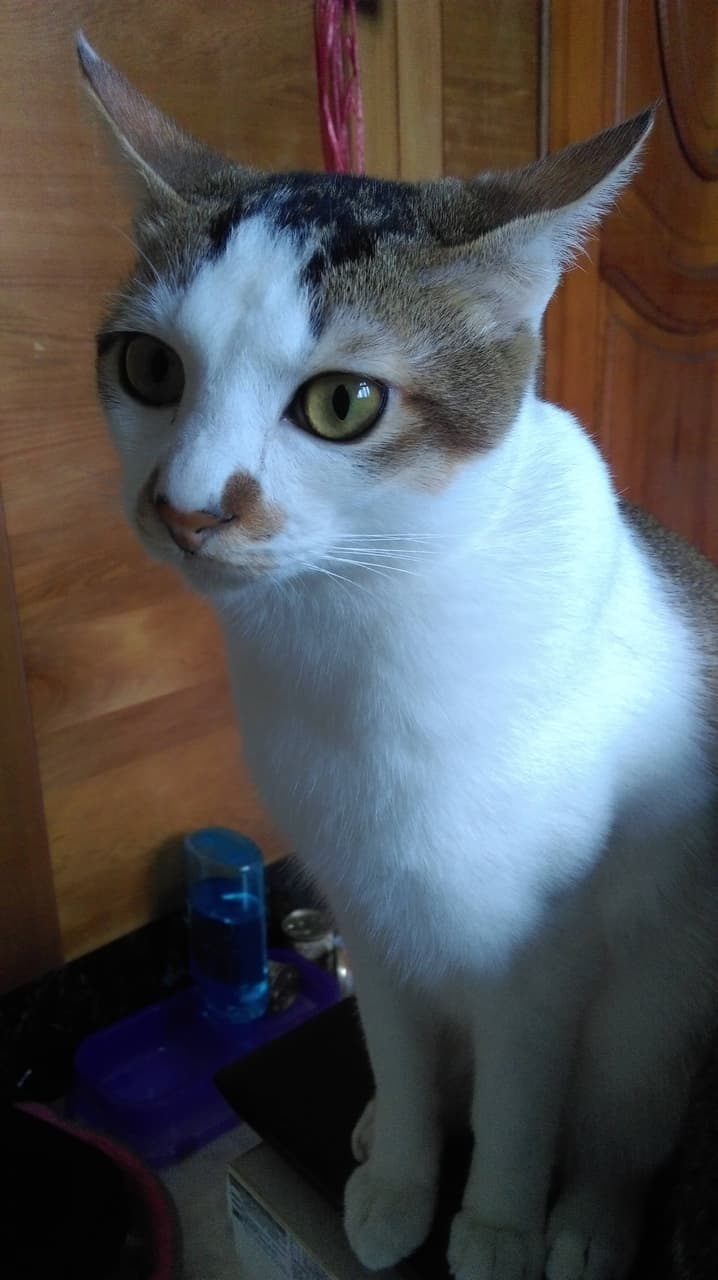 megapx