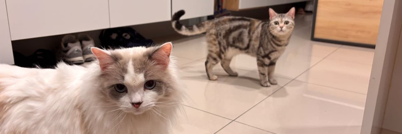 小小玩家