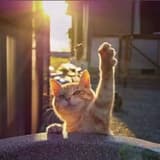 🐱
