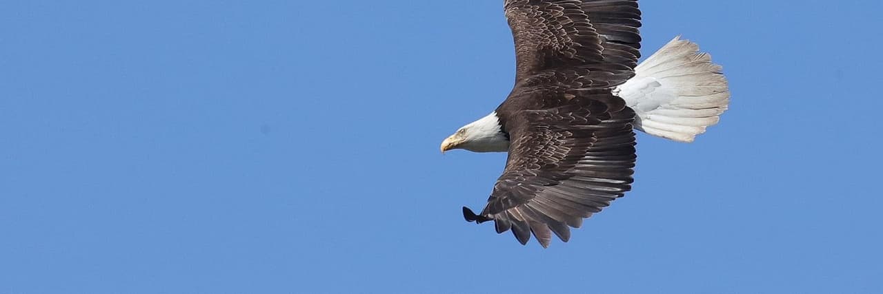 baldeagle