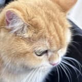 翱翔