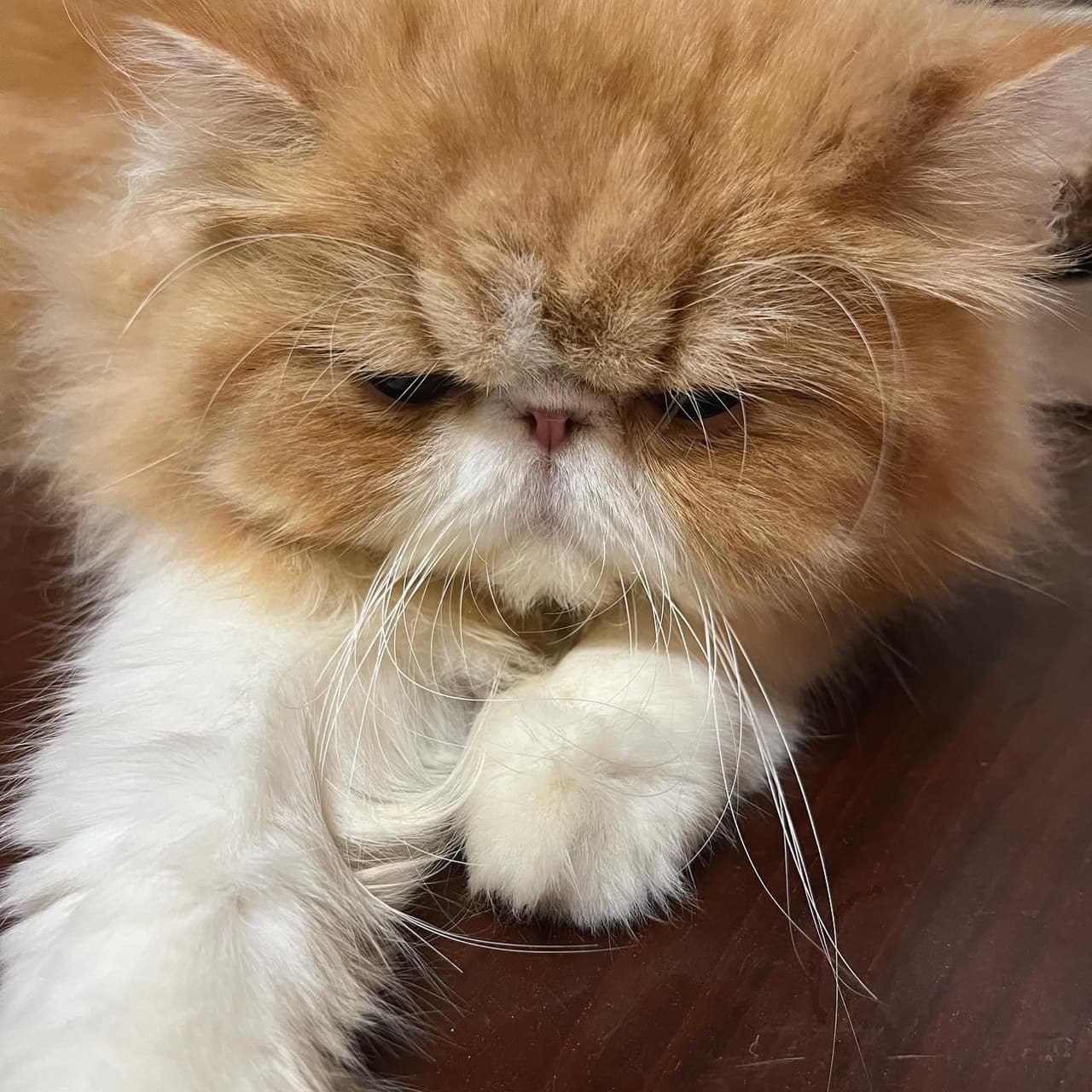 厚道貓貓🐱 - 寵物板| Dcard