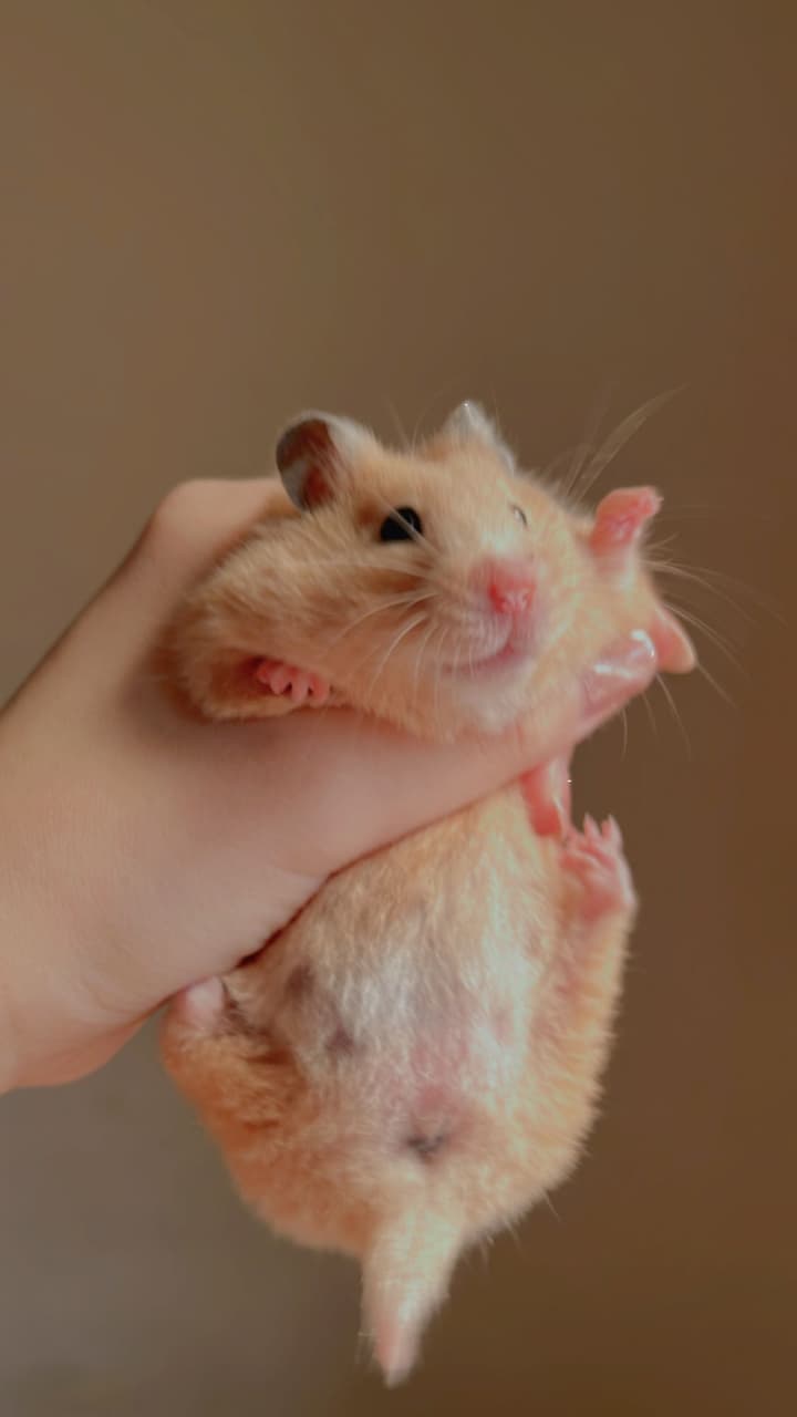 megapx
