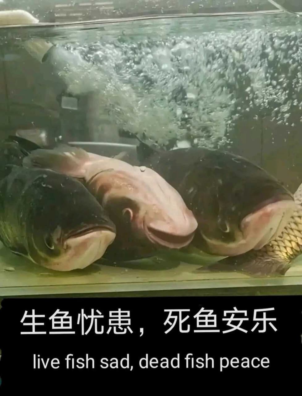 生魚憂患，死魚安樂 梗圖板 Dcard