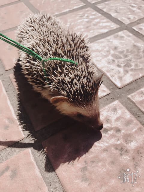 megapx