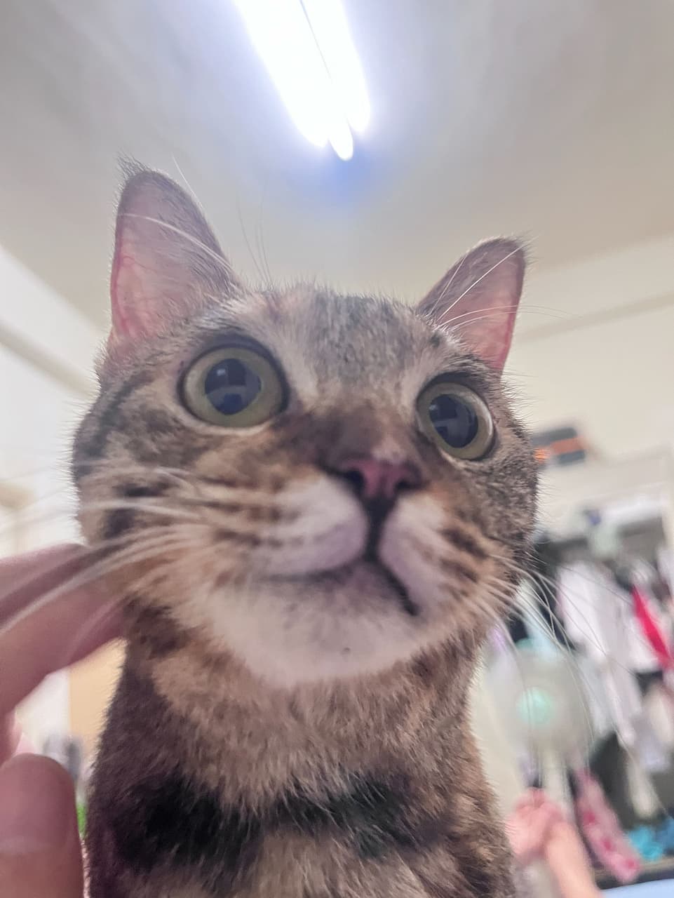 megapx