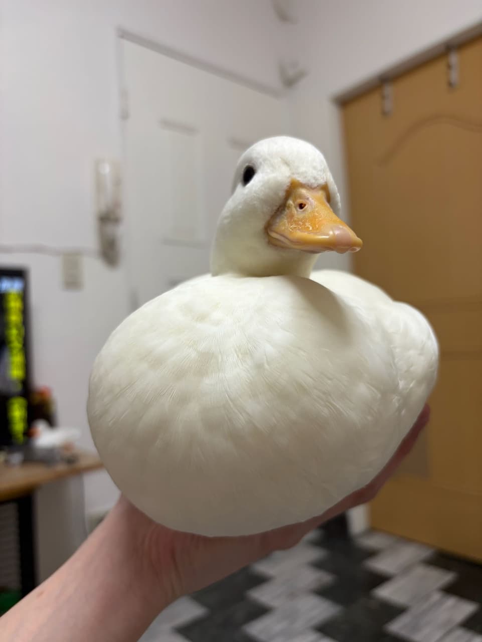 megapx