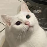 你好了啦