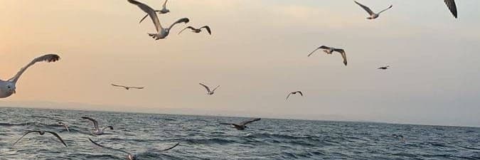 Aves