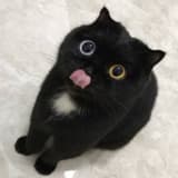 🐈‍⬛