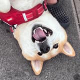 YN