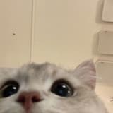 ynhx