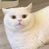小貓你可以吃芝士漢堡