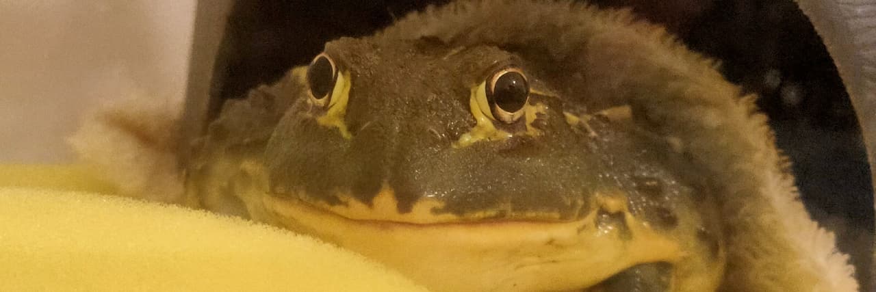 牛蛙啾吉(*´ω｀*)