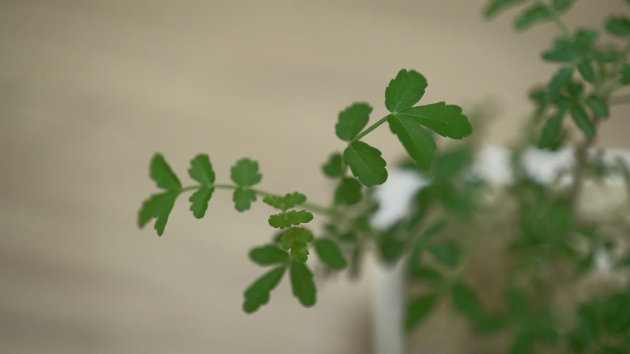 #分享 黧乳香 - 植物板 | Dcard