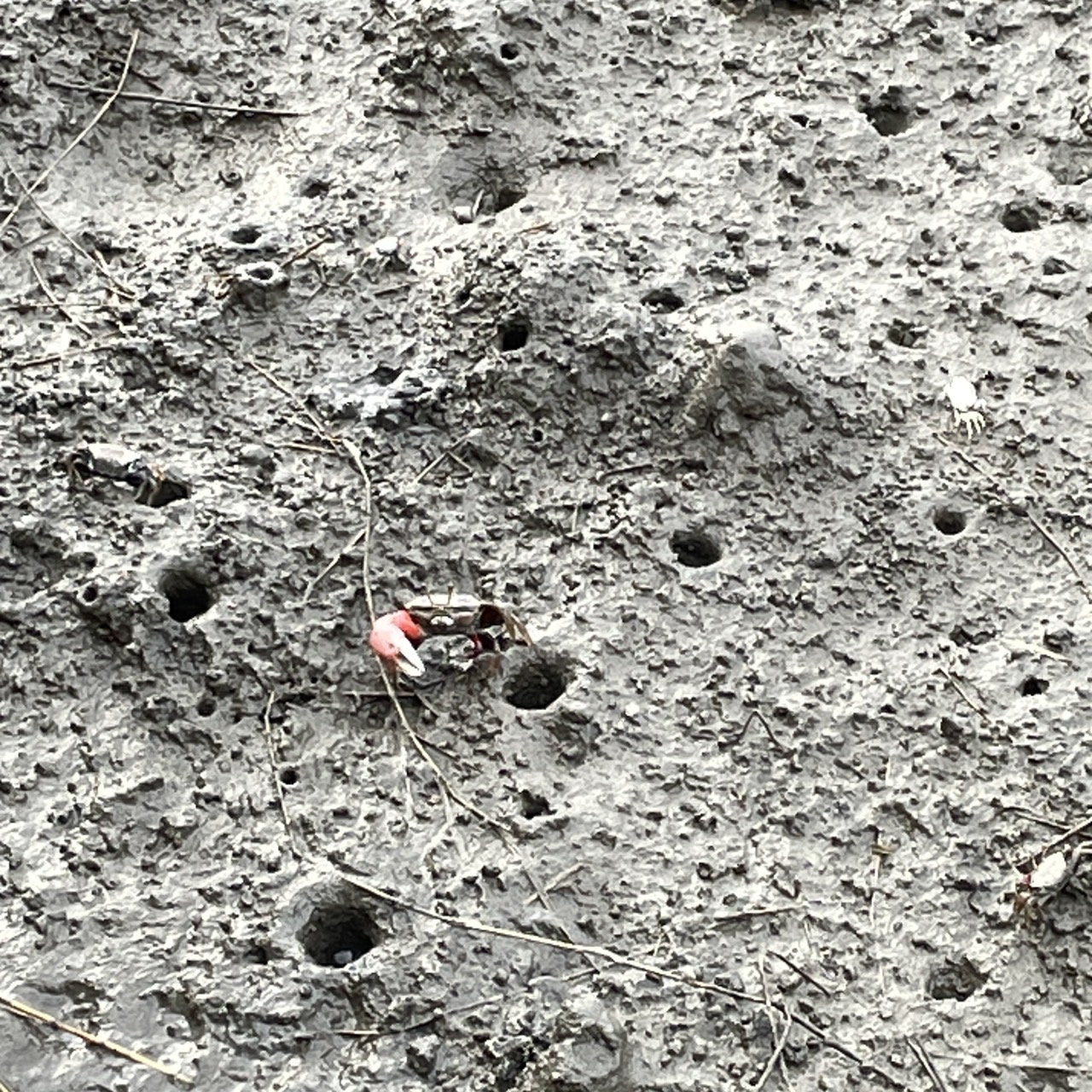 國內遊記 高美濕地半日遊～