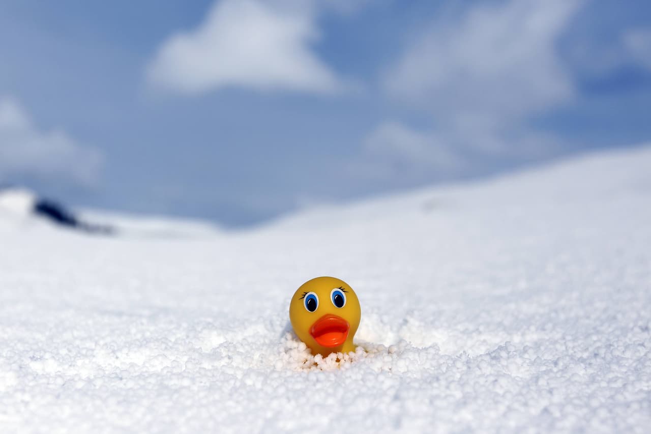 野生的「急凍鳥」出現了!冬奧低溫來襲 芬蘭滑雪選手賽後好雞凍 - 地球圖輯隊 (@dqnews) | Dcard