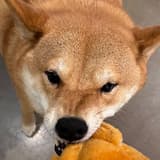 🍊