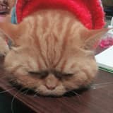 meowmeow..
