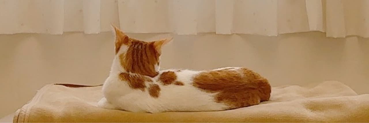 侯侯