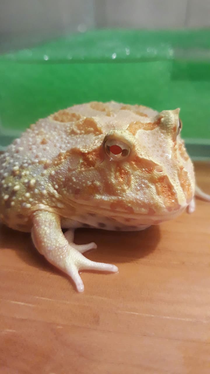 megapx