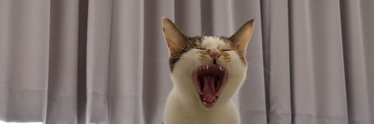 三只猫