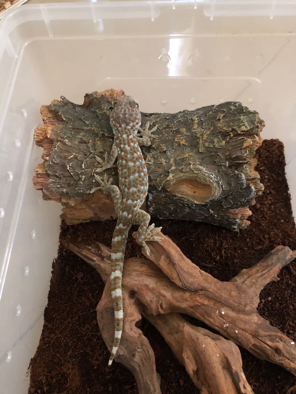 megapx