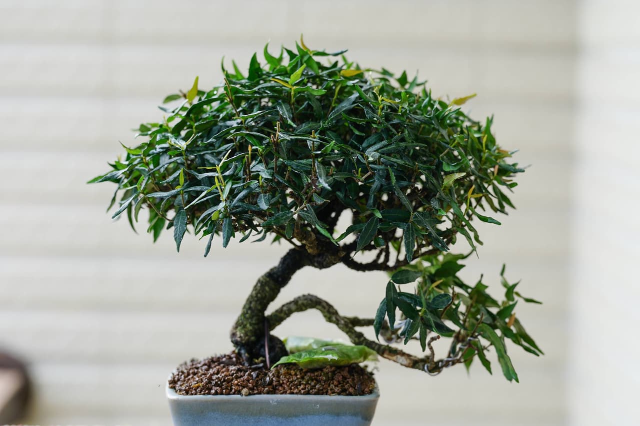 #木本 小樹樹 - 植物板 | Dcard