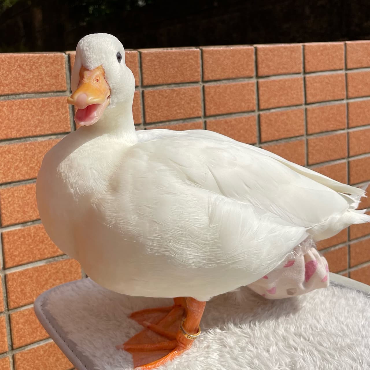 🌞曬太陽鴨🦆 - 寵物板 | Dcard