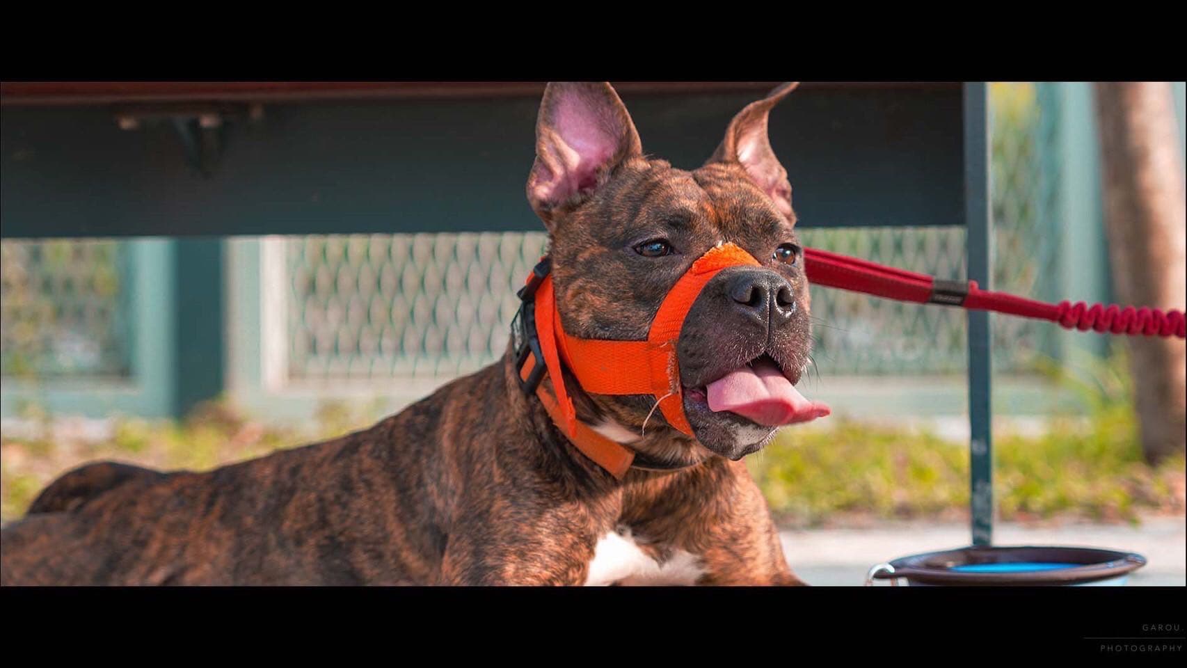 比特犬的偏見跟不平等- 寵物板| Dcard