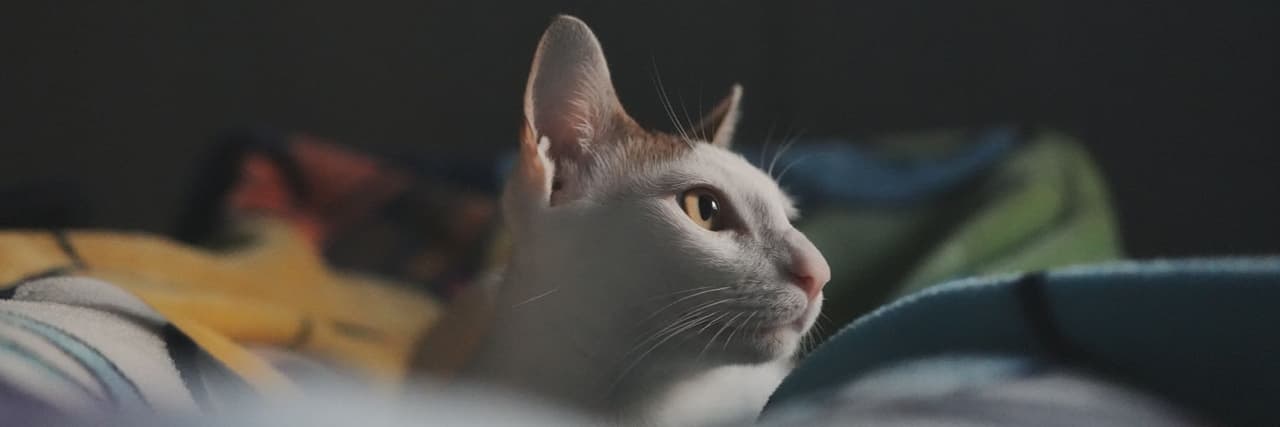 Phillip